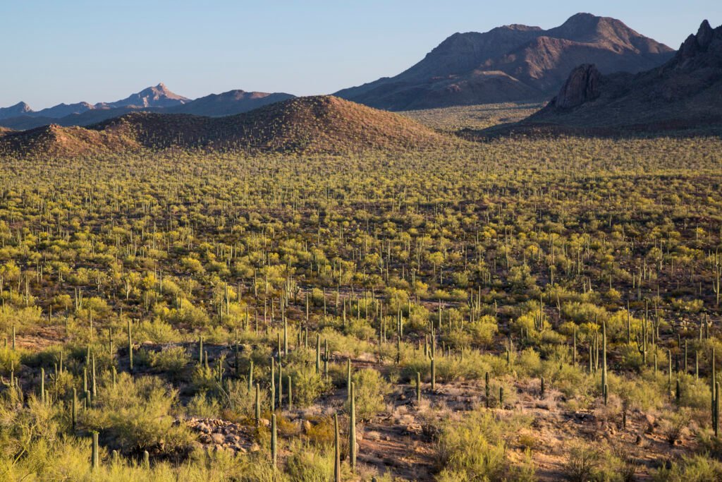 Arizona